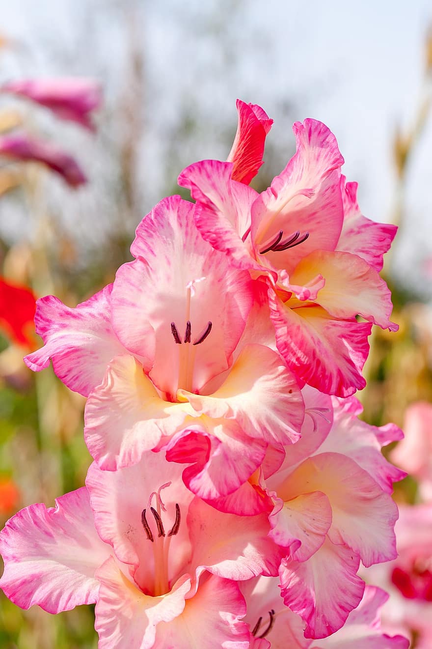 natură, floare, gladiole, roz, în vara anului