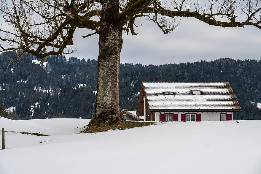 дерево, будинок, природи, зима, сезон, на відкритому повітрі, Швейцарія, центральна Швейцарія, сніг, гірський, ліс