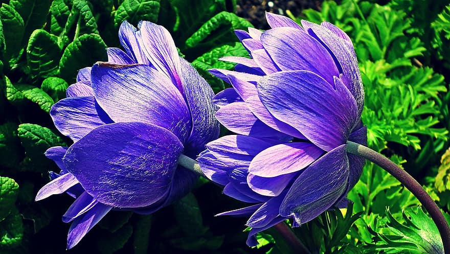 anemone, flori, plantă, violet flori, petale, a inflori, frunze, primăvară, grădină, natură