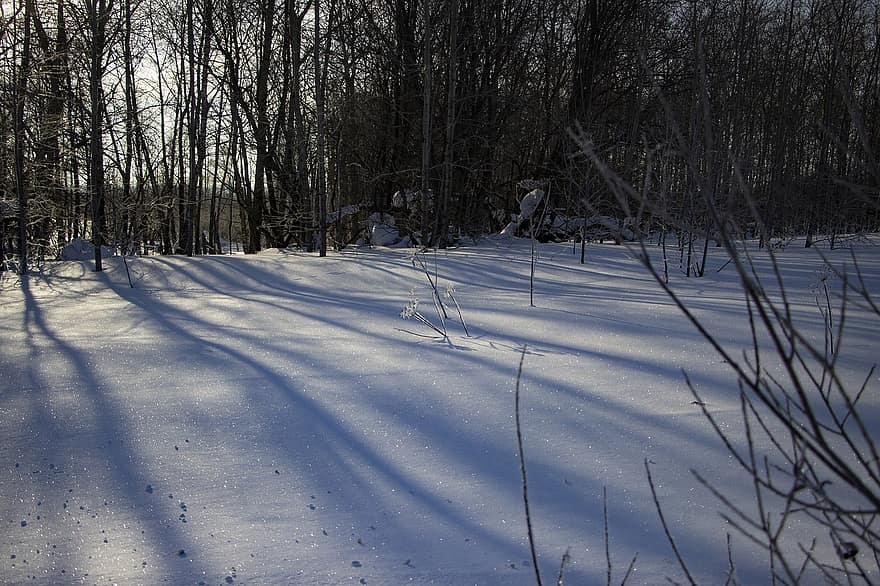 冬、森林、雪、シベリア、木、森の中、日光、自然、シーズン、霜、風景