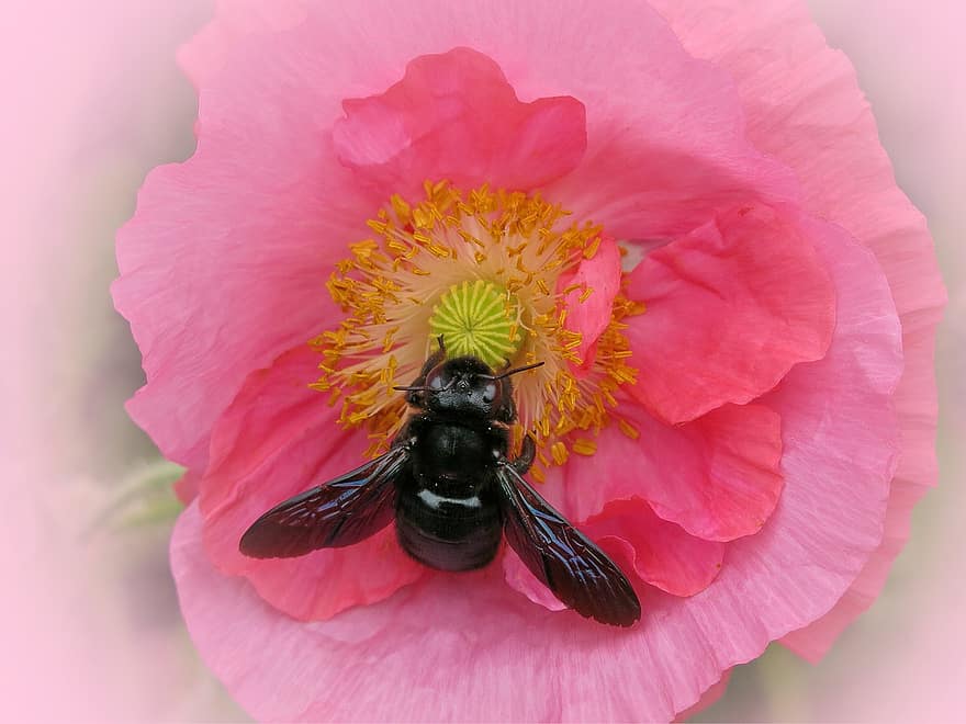 puuseppä-mehiläinen, unikko, pölytys, hyönteinen, vaaleanpunainen kukka, kukka, kukinta, kasvisto