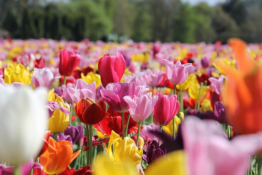 camp, flors, tulipes, florir, flor, planta amb flors, planta ornamental, planta, flora, naturalesa, granja