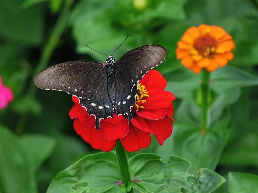 zwarte zwaluwstaart, zinnia, bloem, natuur, de lente, bloemen, bloesem, vlinder, bloeiend