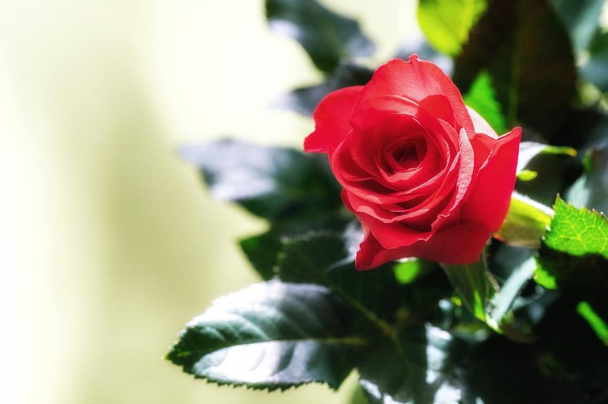 роза, цвете, цвят, разцвет, листенца, розови листенца, червена роза, червено цвете, червени венчелистчета, флора