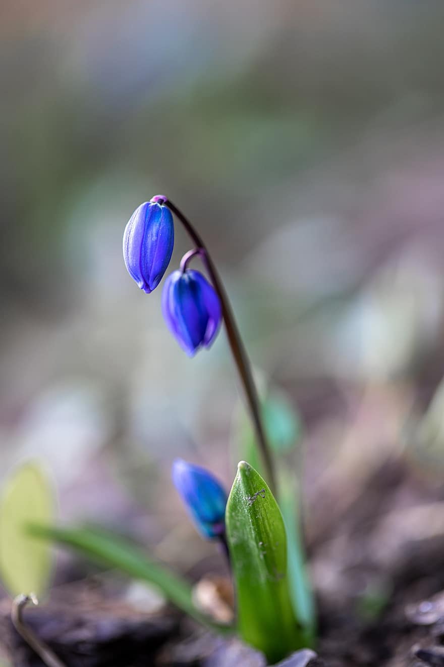 squill, Blume, Knospe, blaue Blume, scilla, Pflanze, Frühling, Garten, Natur