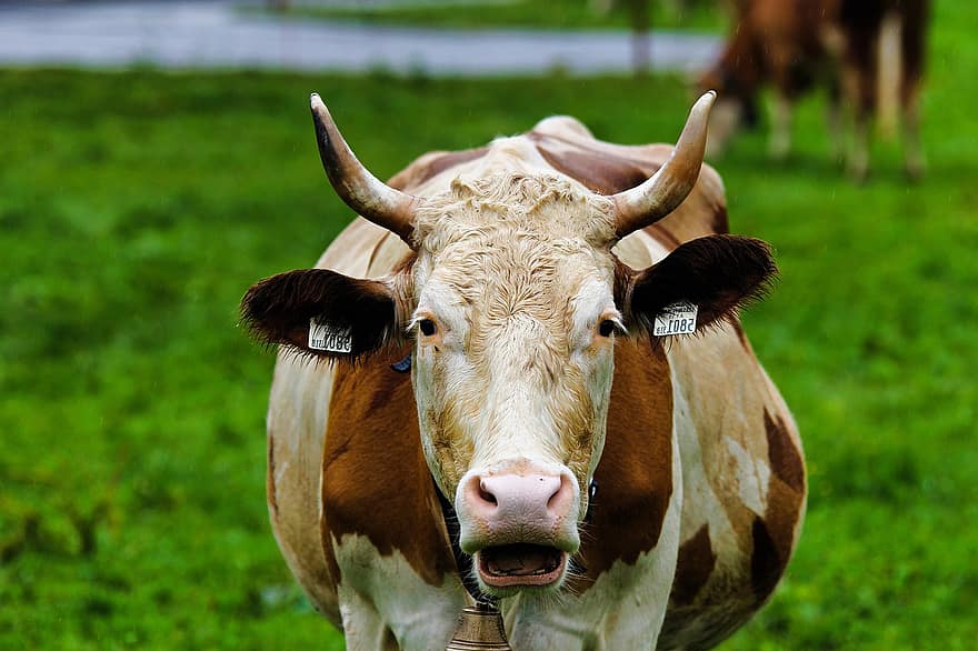 vaca, ramat, animal, banyes, vaca làctia, bestiar lacti, bestiar boví, bestiar simmental, remugants, mamífer, bestiar