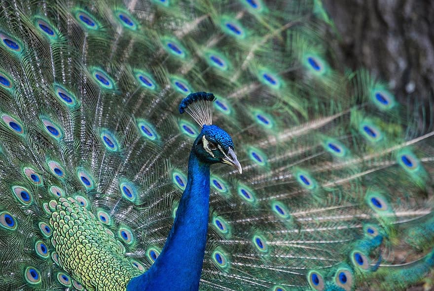 Peafowl, Peacock, Bird, Animal, Feathers, Pattern, Design, Peacock Feathers, Plumage, Exotic Bird, Ave