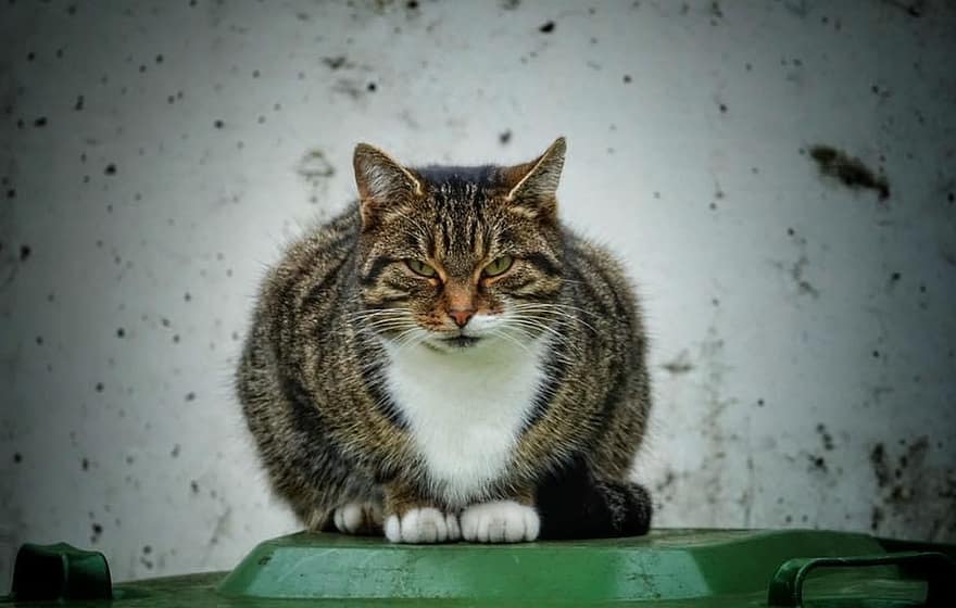 кошка, мусорное ведро, охрана, защищать