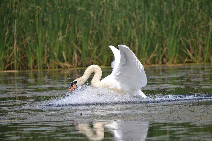 Swan, Bird, Feathers, Plumage, Beak, Landing, Lake