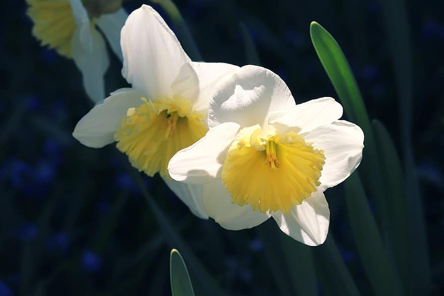 påskeliljer, osterglocken, forår blomster, gul, hvid, blomster, narcissus pseudonarcissus, forår, tæt på, frühlingsanfang, harbinger af foråret