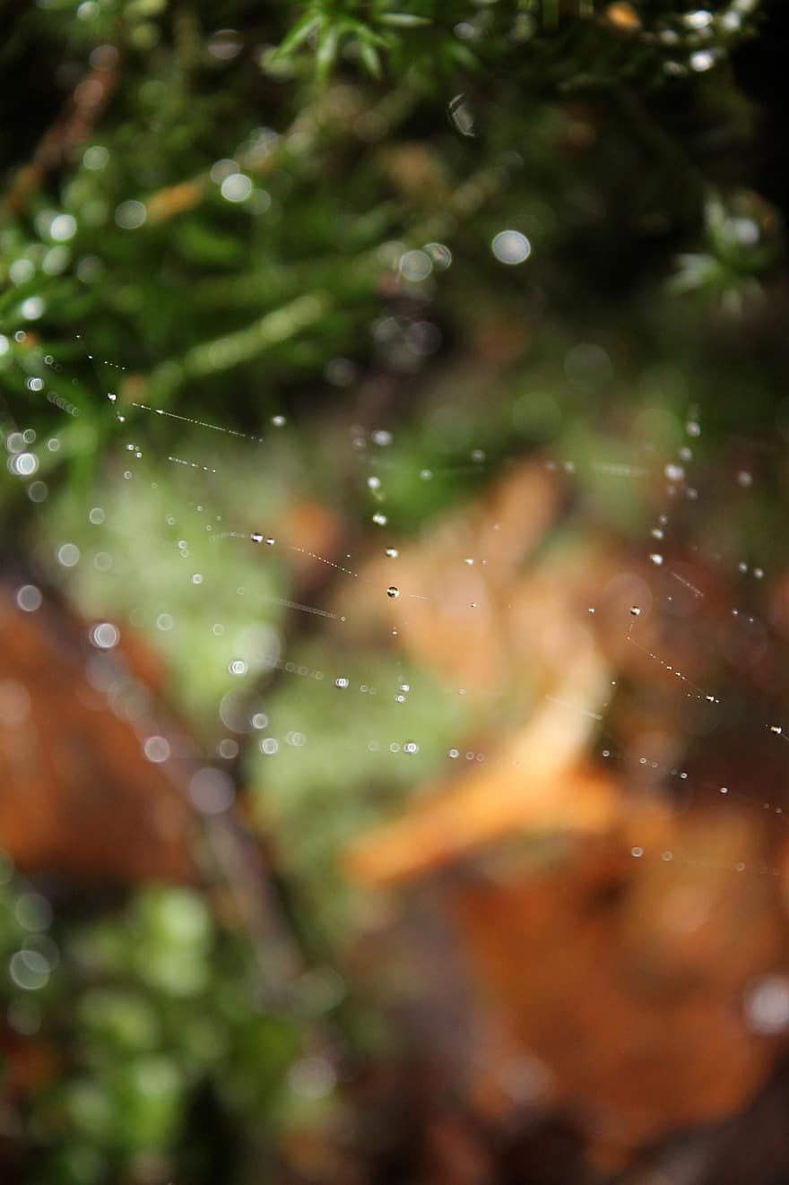 паук, Web, роса, дождь, лес, красочный, осень, падать, фоны, расфокусированный, Аннотация