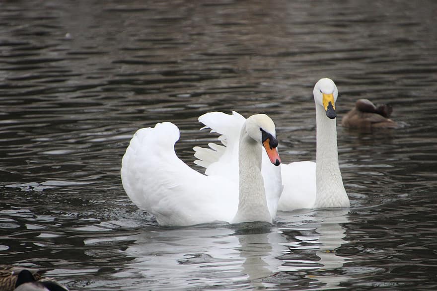 Swans, Birds, Lake, White Swans, Anatidae, Water Birds, Aquatic Birds, Waterfowls, Feathers, Plumage, Swim