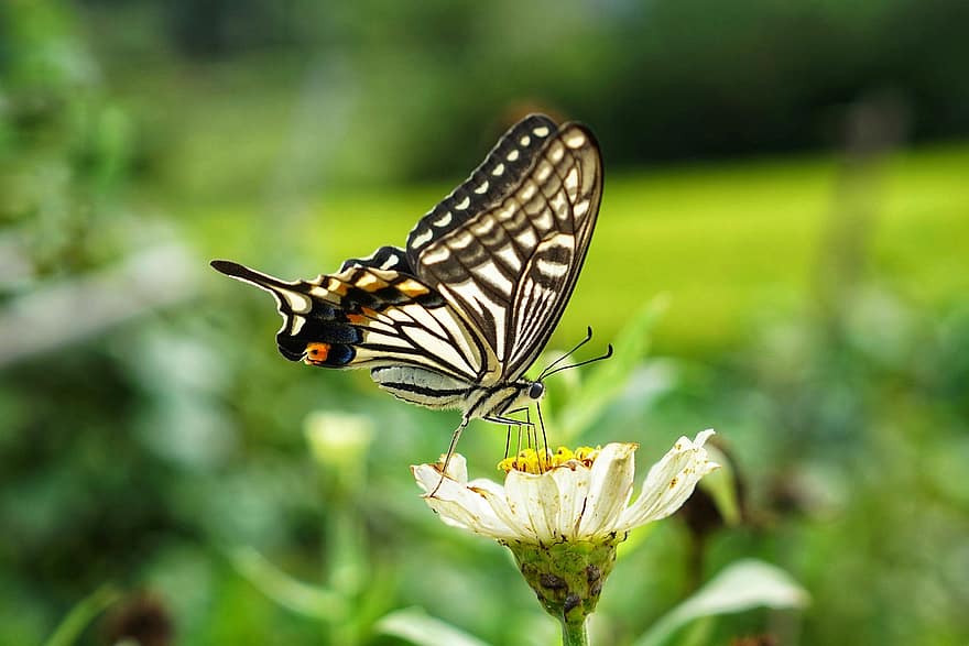 sommerfugl, blomst, pollen, bestøve, bestøvning, flor, blomstre, flora, fauna, insekt, lepidoptera