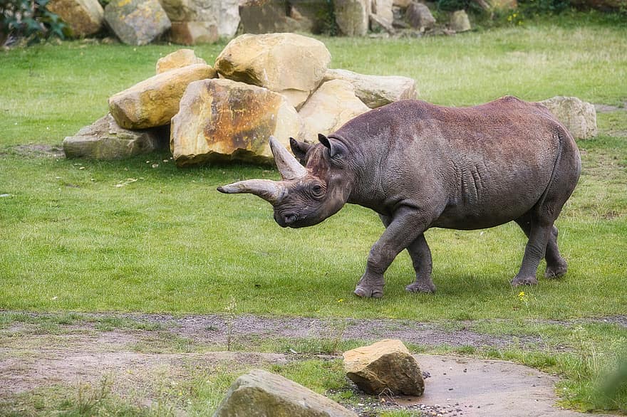 Rhinoceros, Rhino, Animal, Mammal, Zoo, Horns, Large Animal, Wildlife, Animal World, Nature, Wilderness