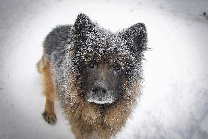Γερμανικός Ποιμενικός, σκύλος, χιόνι, κατοικίδιο ζώο, ζώο, κατοικίδιο σκύλο, κυνικός, θηλαστικό ζώο, γούνινος, φίλος, χαριτωμένος