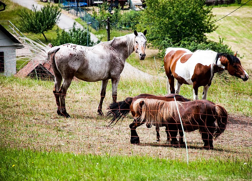 Horses, Pony, Meadow, Foal, Animal, Horse, Brown, Dun, Coupling, Mare, Portrait