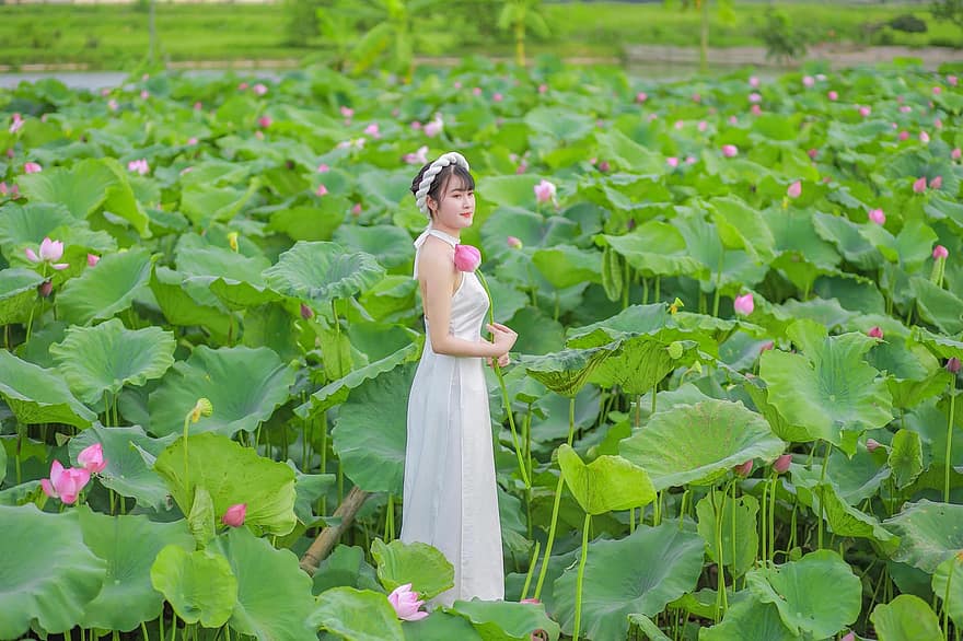 flicka, klänning, lotus, vietnames, blommor, lotusblad, mode, vit klänning, kvinna, modell, pose