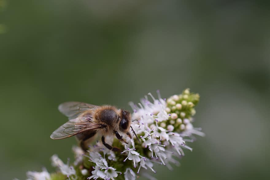 bi, blomst, insekt, pollen, bestøvning, blomstre