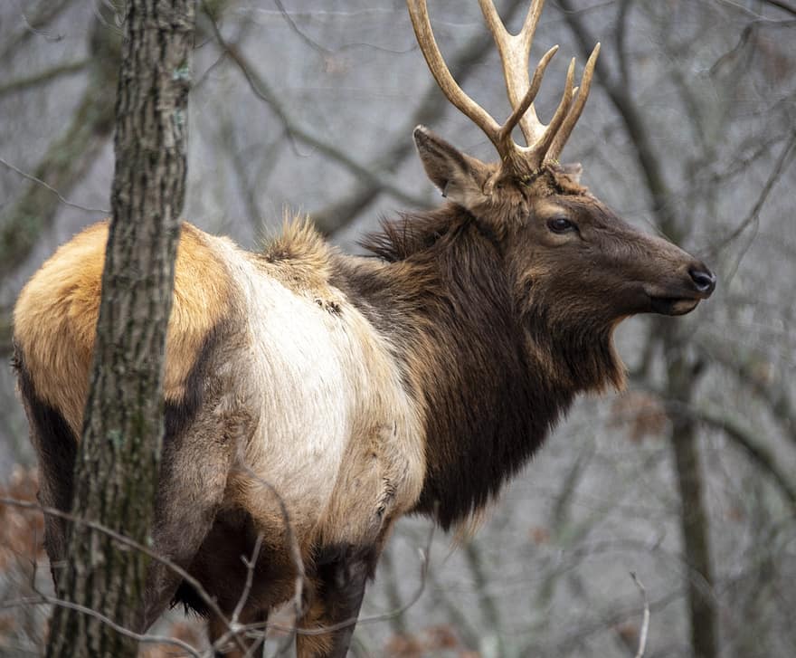 elk, mužský, volně žijících živočichů, jelen, Příroda, parohy, zvíře, divoký, savec, divočina, býk