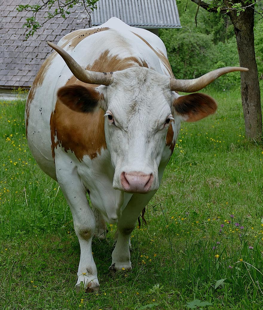 con bò, thịt bò, sừng, động vật nhai lại, thú vật, động vật có vú, nông nghiệp, đồng cỏ, nông trại, nông thôn