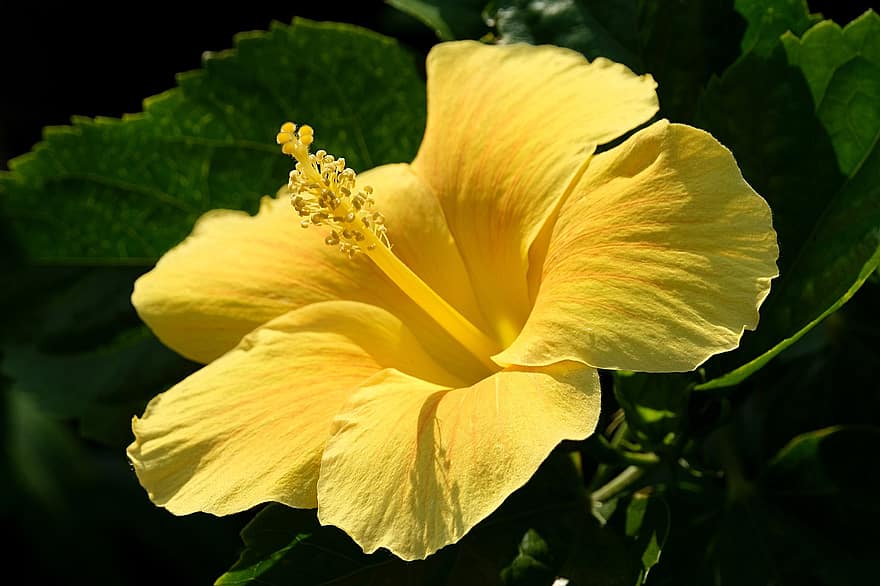 гибискус, цветок, желтый цветок, лепестки, желтые лепестки, цветение, цвести, Флора, завод, природа, крупный план