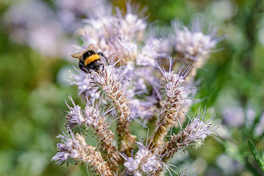 земна пчела, цвете, нектар, цвят, разцвет, пружина, опрашване