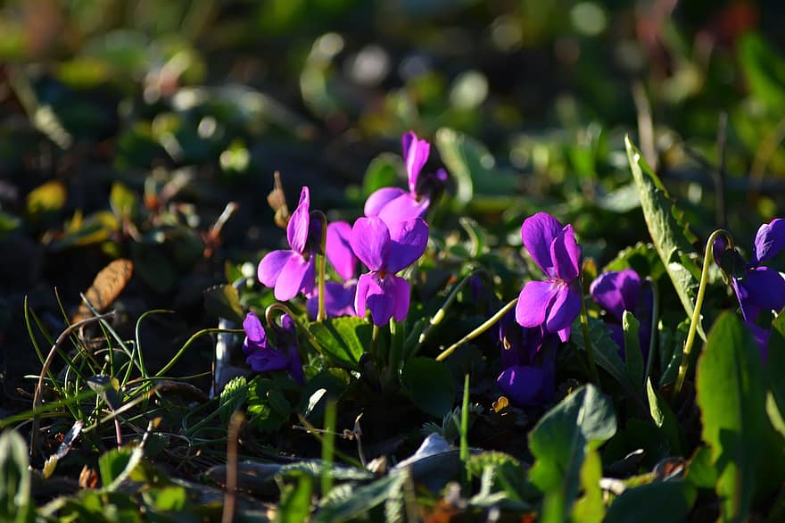 gentianor, blommor, violett blommor, kronblad, Violetta kronblad, blomma, växt, flora, botanik, blomsterodling