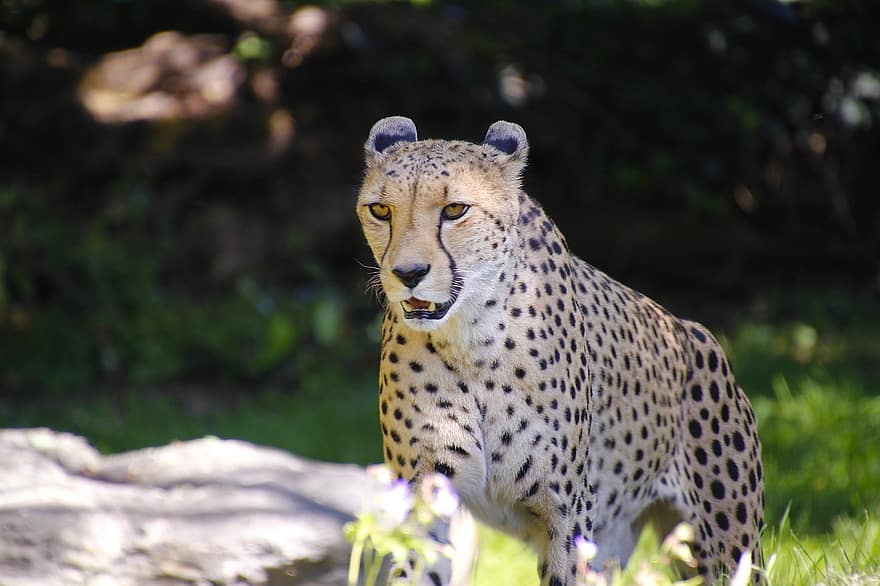 ghepardo, predatore, animale, selvaggio, natura, gatto, veloce, mondo animale, grande gatto, pericoloso
