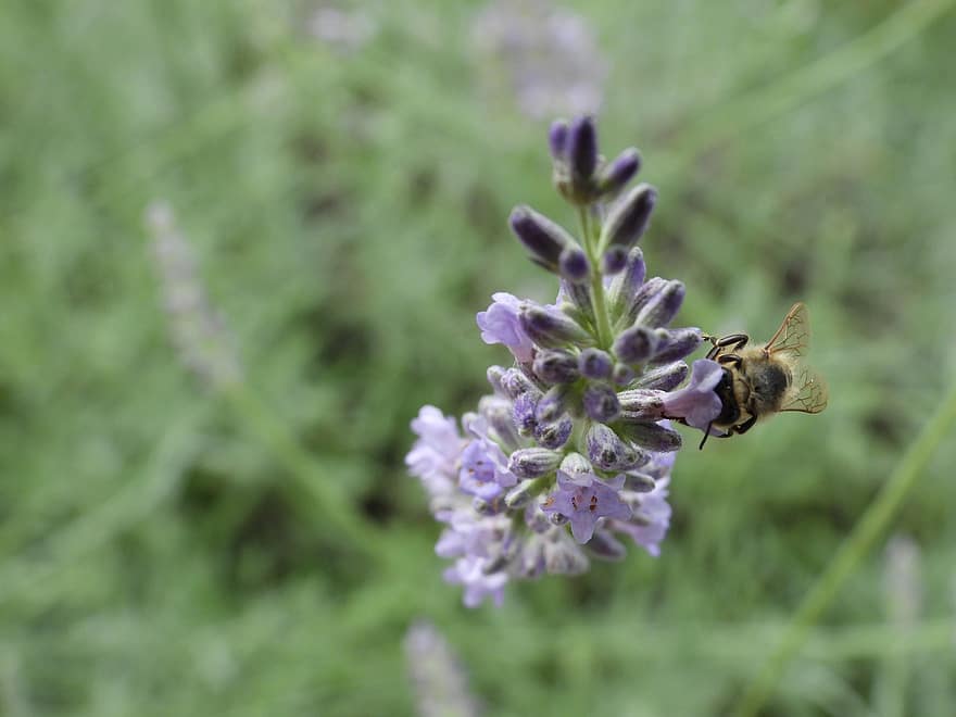 пчела, цветя от цветя, насекомо, градина, природа, макро, лято, пчелен мед, цвят, разцвет, цветя