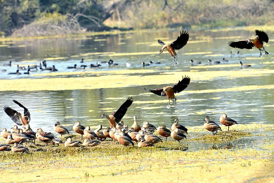 Ducks, Birds, Lake, Animals, Avian, Ornithology, Pond