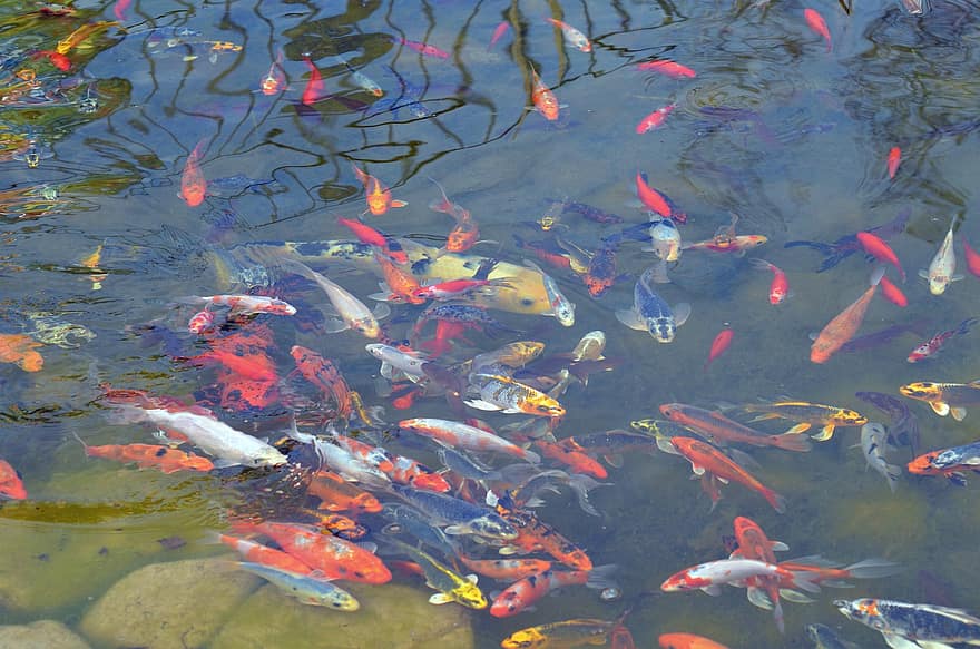 रंगीन, मछली, कोई, ज़र्द मछली, तालाब, झील, पत्थर, प्रतिबिंब