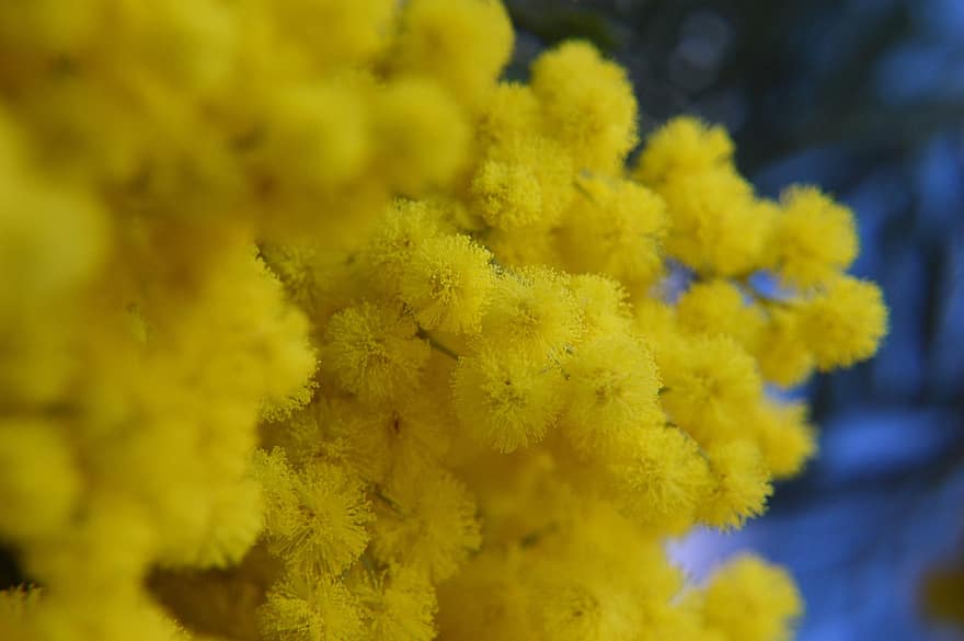 mimosa, las flores, amarillo, planta, floración, planta sensible, flor, de cerca, hoja, cabeza de flor, verano