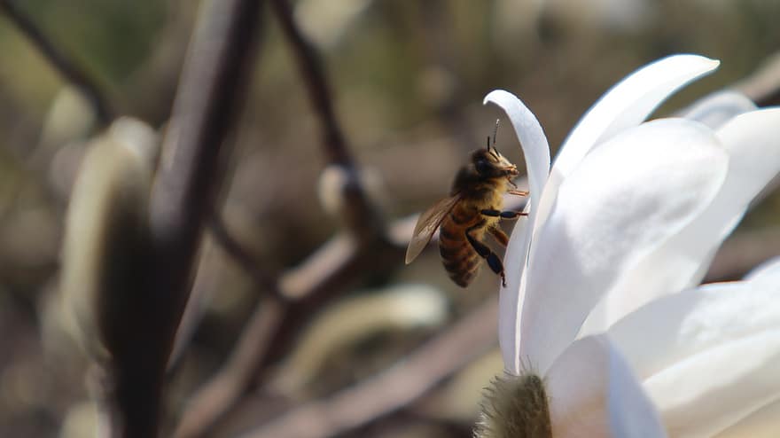 пчела, опыление, магнолия, весна, цветок, цветение, природа, насекомое, макрос, крупный план, завод