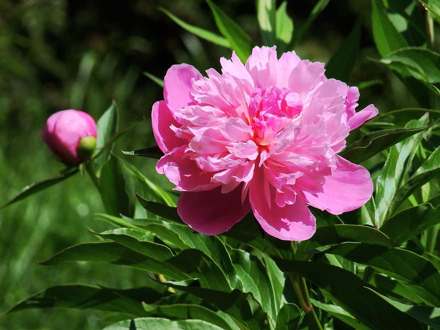 Peonía fragante, paeonia lactiflora, rosado, flor, planta, pétalos, agradable, jardín, naturaleza, flora, florece en