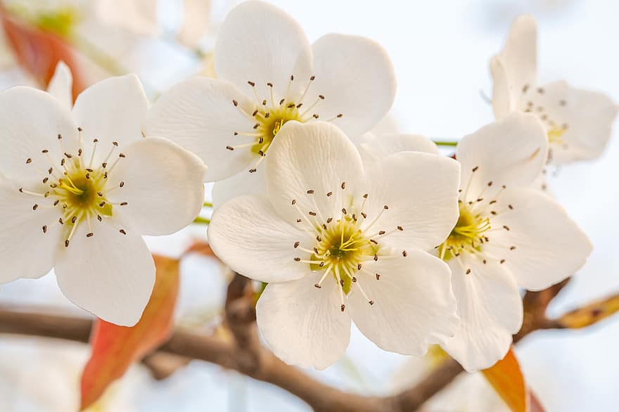 fiori di ciliegio, fiori bianchi, fiori, natura, avvicinamento, fiore, pianta, petalo, foglia, testa di fiore, primavera