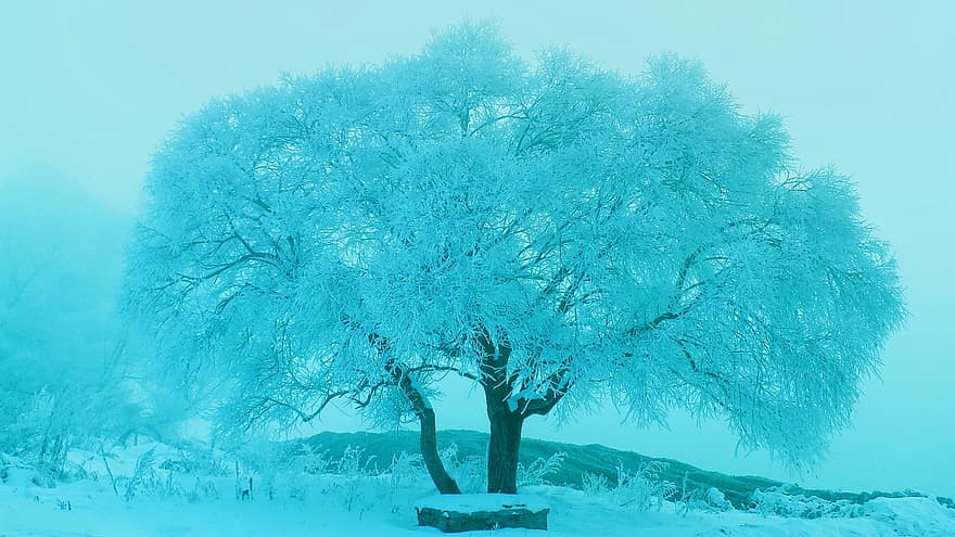 hiver, la nature, arbre, saison, neige, du froid, en plein air, givre, gel, gelé, neigeux