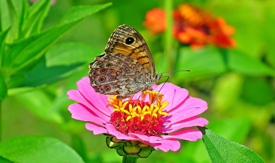 나비, 날개, 꽃, 곤충, 자연, 화려한, 식물
