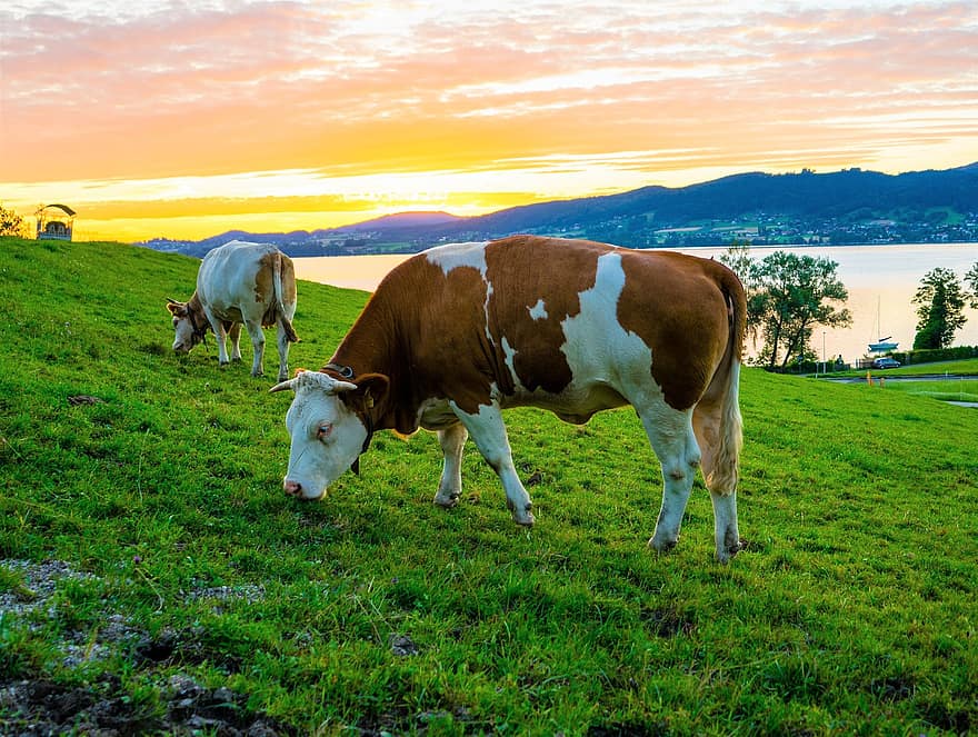 牛、牛肉、牧草地、放牧する、食べる、のどか、休暇、オーストリア、上部オーストリア、模造牛、スイスフレックフィー