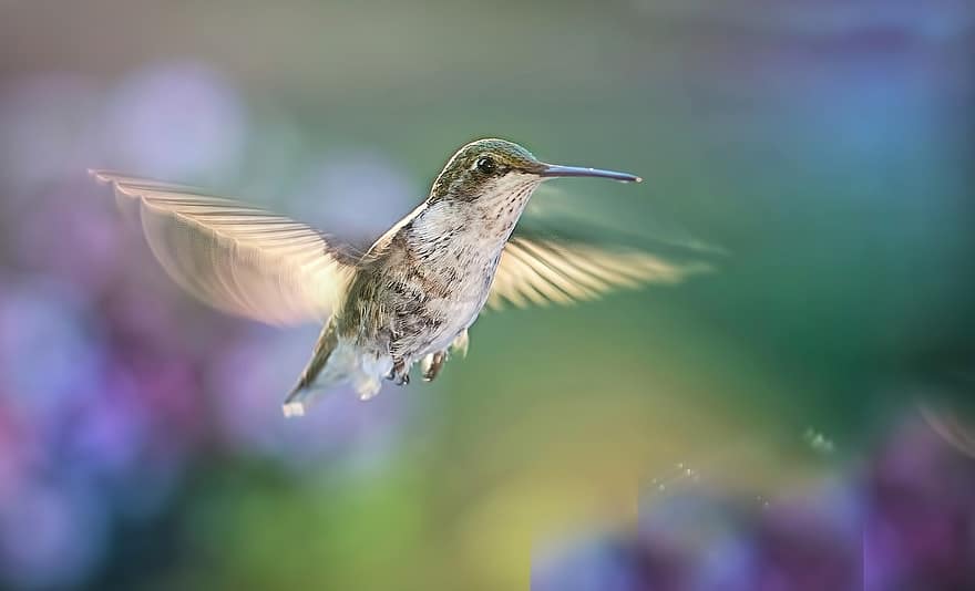 colibrí, volant, ocell, vida salvatge, naturalesa, ales, vol, verd, colorit, iridescent