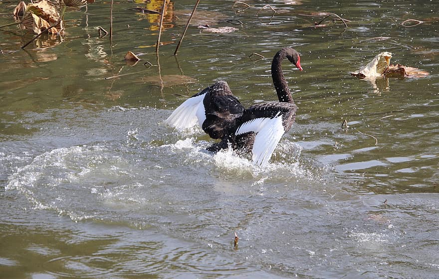 cisne, pájaro, cisne negro, estanque, AVE acuática, pájaro acuático, vadeando, agua, animal, batiendo