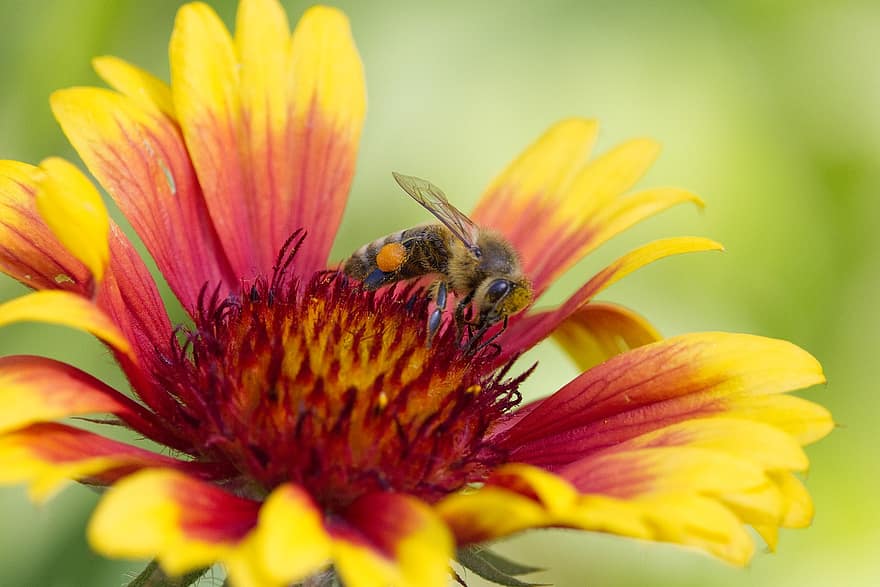 Niebiańska Chryzantema, pszczoła, owad, kwiat, chryzantema, zapylanie, zbieranie nektaru, płatki, roślina, ogród, lato