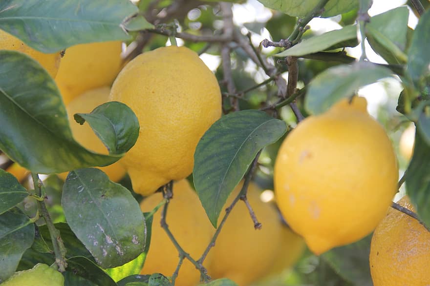 limones, agrios, limonero, frutas, Fruta, limón, Fruta cítrica, frescura, amarillo, hoja, color verde