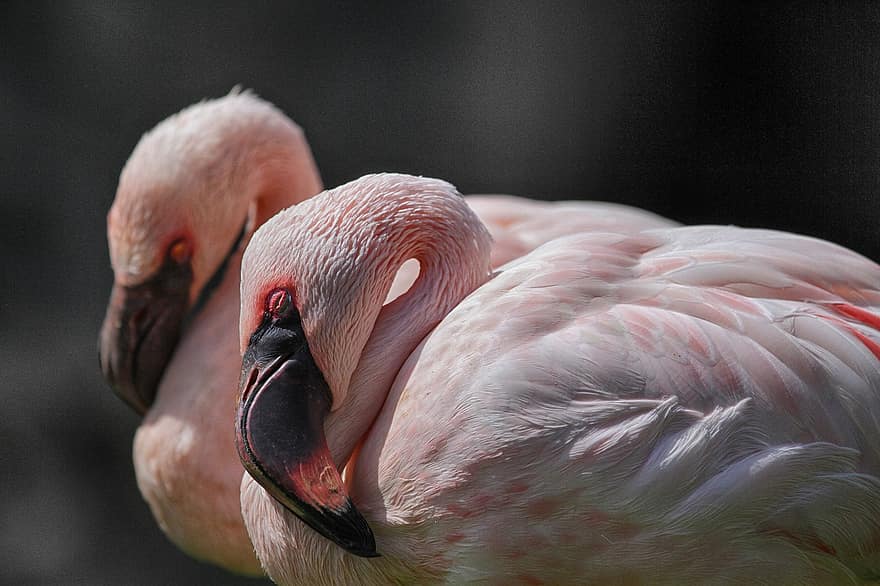 flamingo, flamingolar, rosa, kuşlar, kuş, tropicale, gaga, egzotik, tüyler, hayvan, doğa