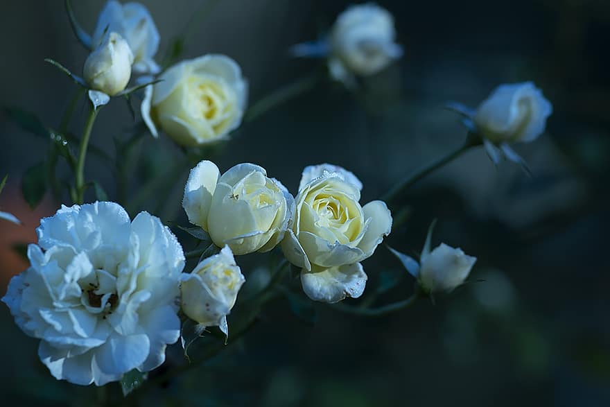 des roses, bourgeons, fleurs, roses blanches, fleurs blanches, pétales, fleur, Floraison, plante, plante à fleurs, plante ornementale