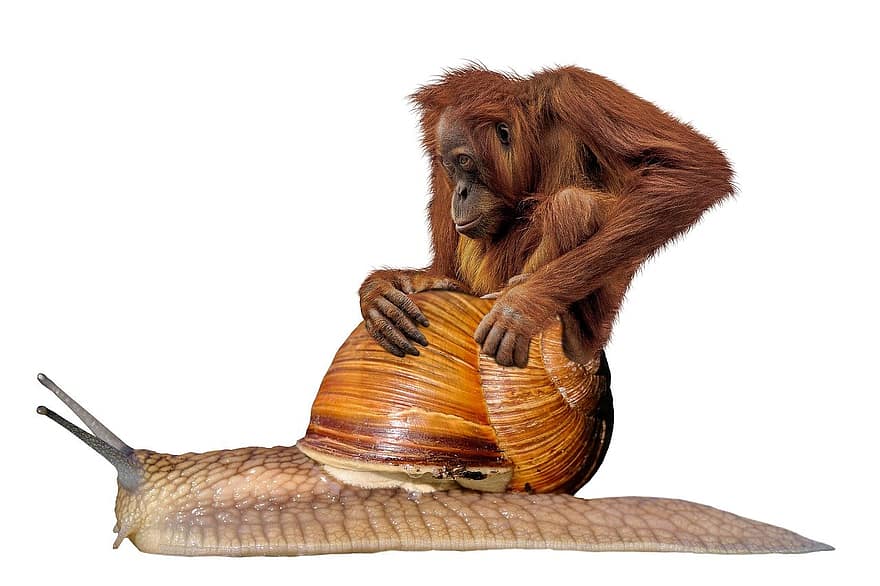 orangutanas, sraigė, gyvūnams, gyvūnas, pobūdį, lėtai, izoliuotas, žinduolių, vienas gyvūnas, nykstančios rūšys, Iš arti