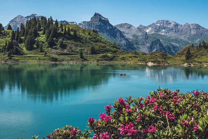 Trüebsee, Titlis, Швейцария, панорама, высокогорный, пейзаж, альпийские розы, горы, озеро, пеший туризм, поход