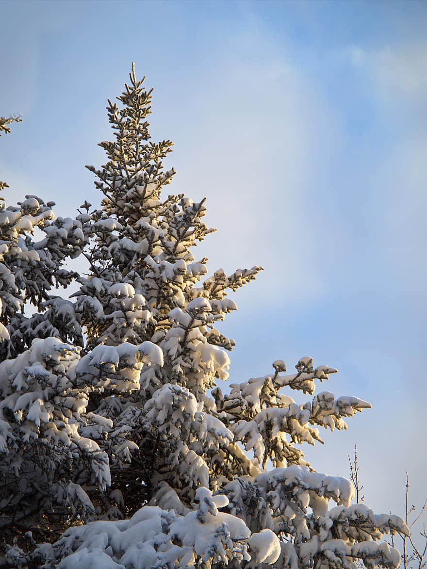 снег, зима, фон, дерево, лес, на открытом воздухе, снежинка, белый, замороженный, природа, время года