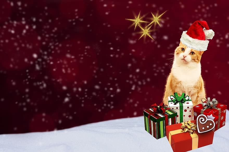 Weihnachtskarte, Katze, Geschenke, Grußkarte, rot, Gold, festlich, Weihnachtsmotiv, Weihnachten, Postkarte, gemacht