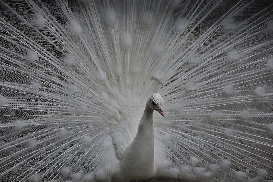 Peacock, White, Animal, White Peacock, Bird, Feathers, White Feathers, Plumage, Nature, Wildlife, Ave
