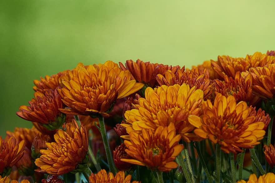 хризантема, цветы, растения, оранжевые цветы, лепестки, цветение, срезанные цветы